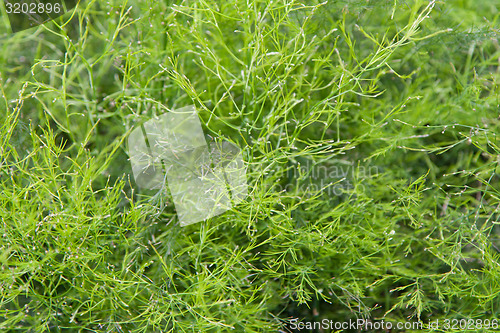 Image of green grass or herb outdoors