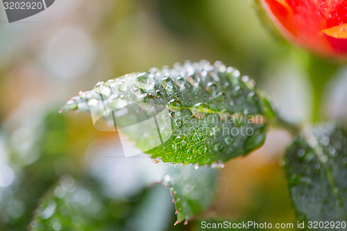 Image of close up of rose flower