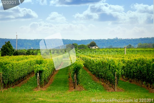 Image of Vineyard