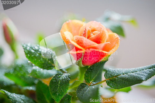 Image of close up of rose flower