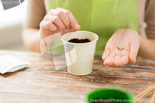 Image of close up of woman sowing seeds to soil in pot