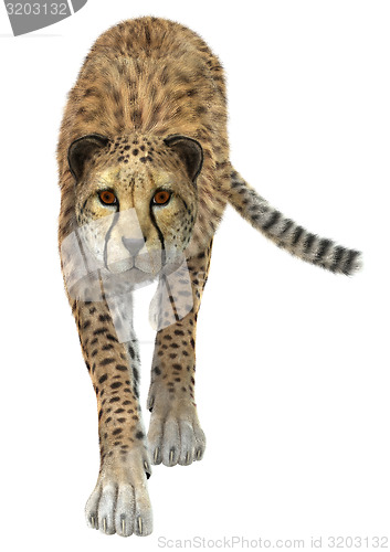 Image of Cheetah