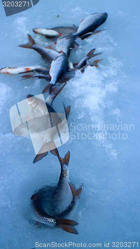 Image of Freshly caught fish on ice in a very windy day
