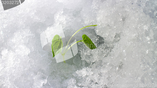Image of winter  outcome