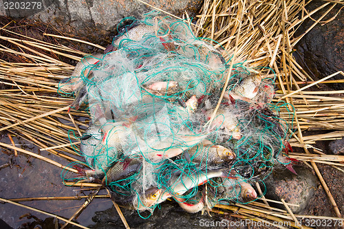 Image of net full fish from the fishing line