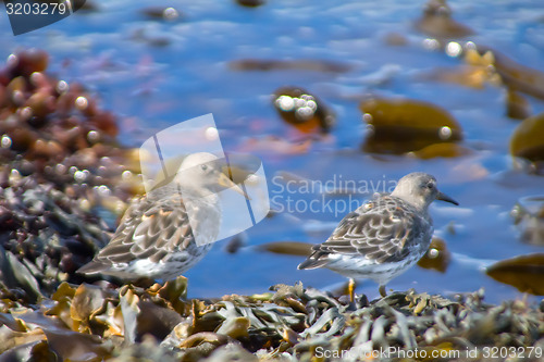 Image of Birds on the ocean among fucus and laminaria