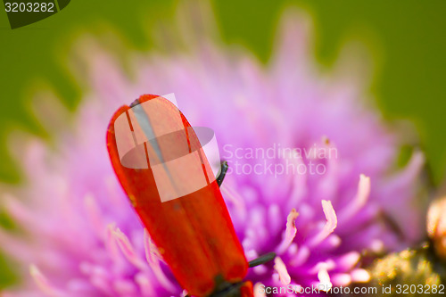 Image of longhorn beetle on a pink flower
