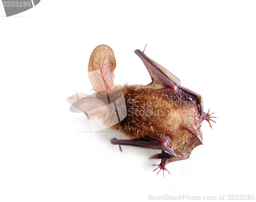 Image of long-eared bat isolated on white