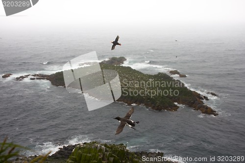 Image of Pacific ocean birds on Islands