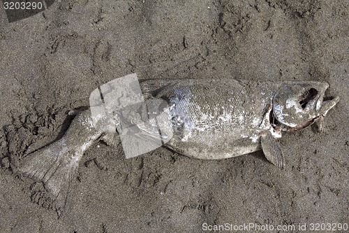 Image of Salmon eaten gulls