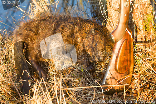 Image of hunting beaver with prey