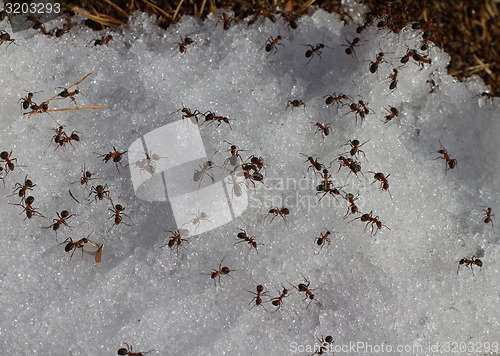 Image of early spring ants in snow