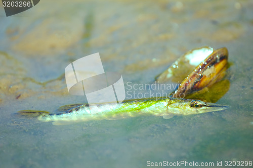 Image of fish a pike at low water level