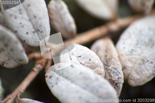 Image of Arctic plants leaves of cranberry