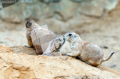 Image of Black-tailed prairie dogs 