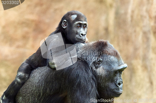 Image of Young gorilla and its mother
