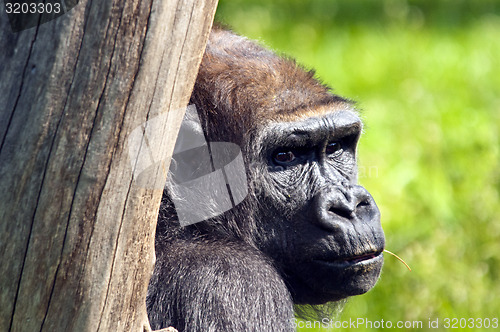 Image of Gorilla