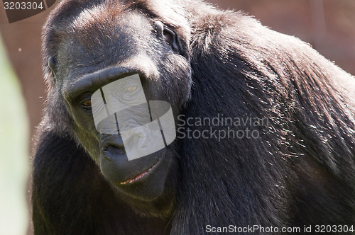 Image of Gorilla