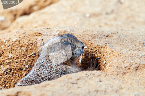 Image of Black-tailed prairie dog