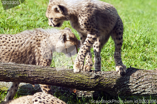 Image of Cheetah cubs