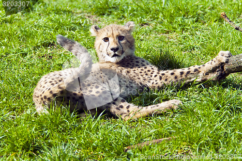 Image of Cheetah cub