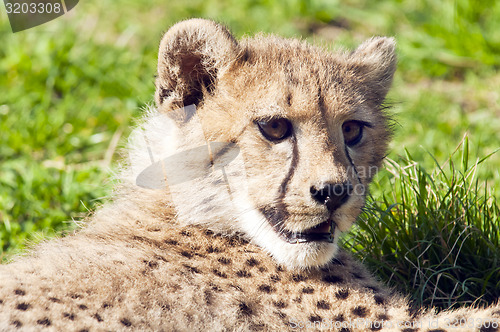 Image of Cheetah cub