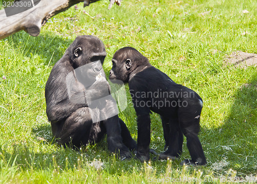 Image of Two young gorillas