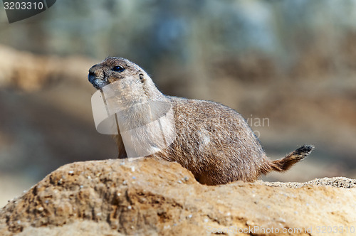 Image of Black-tailed prairie dog