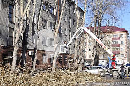 Image of Spring cutting of trees in the city. Tyumen.