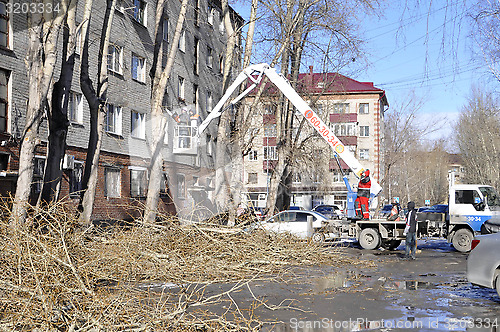 Image of Spring cutting of trees in the city. Tyumen.