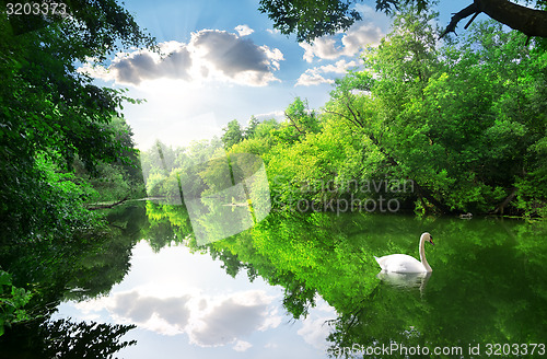 Image of White swan on river
