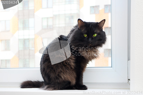 Image of cat on the window in a new apartment house