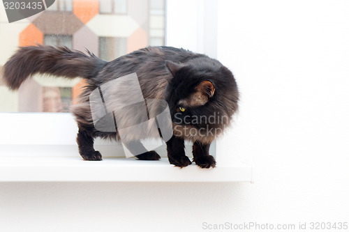 Image of cat on the window in a new apartment house