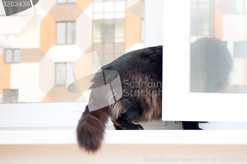 Image of cat on the window in a new apartment house