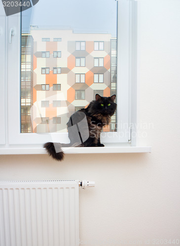 Image of cat on the window in a new apartment house