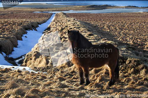 Image of Brown icelandic pony on a meadow