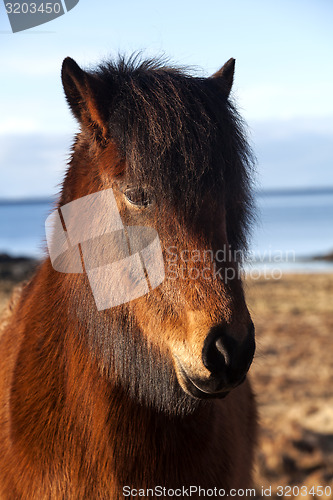 Image of Brown icelandic pony on a meadow