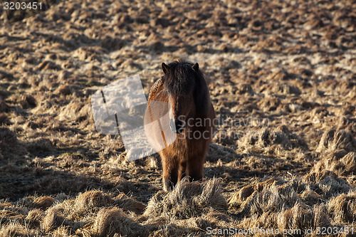 Image of Brown icelandic pony on a meadow