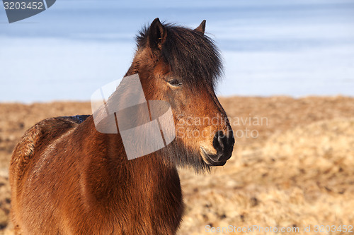 Image of Brown icelandic pony on a meadow