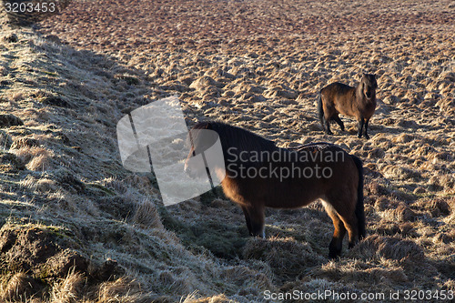 Image of Two icelandic horses on a meadow