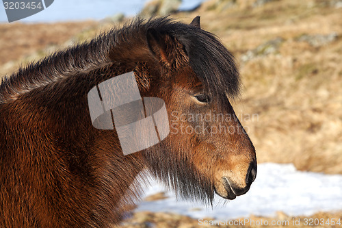 Image of Brown icelandic pony on a meadow