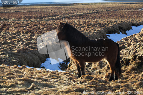 Image of Brown icelandic pony on a meadow