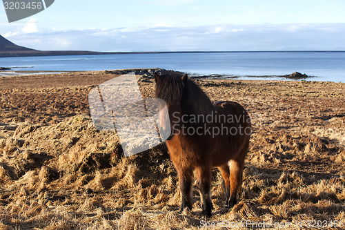 Image of Brown icelandic pony on a meadow