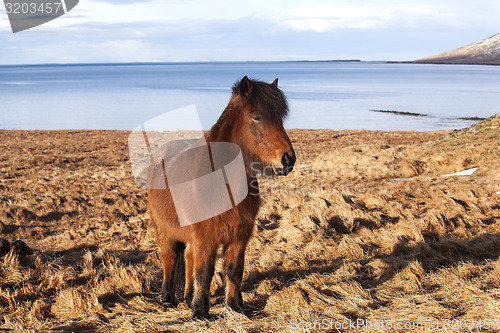 Image of Brown icelandic pony on a meadow