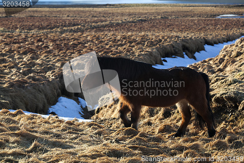 Image of Brown icelandic pony on a meadow