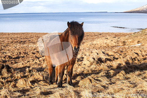 Image of Brown icelandic pony on a meadow