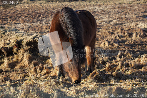 Image of Brown icelandic pony on a meadow