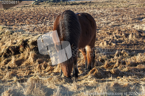 Image of Brown icelandic pony on a meadow