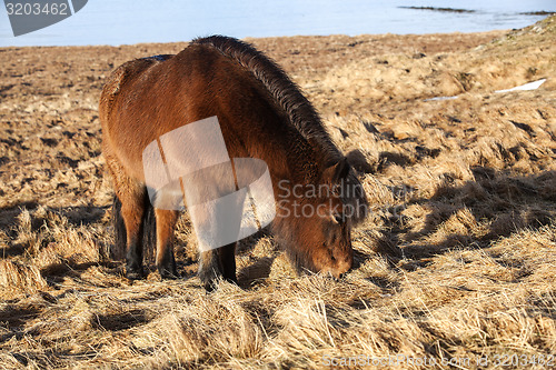 Image of Brown icelandic pony on a meadow