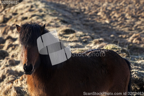 Image of Brown icelandic pony on a meadow